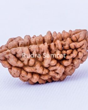 1 mukhi