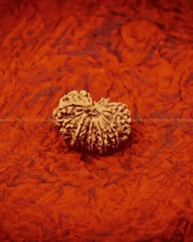 14 Mukhi Rudraksha by Rudrasamrat