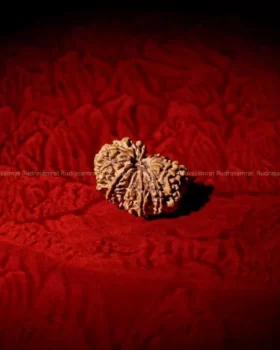 14 Mukhi Rudraksha by Rudrasamrat