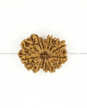 14 Mukhi Rudraksha by Rudrasamrat