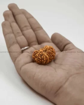 14 Mukhi Rudraksha by Rudrasamrat