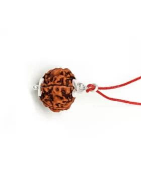 5 Mukhi Rudraksha by Rudrasamrat