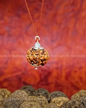 5 mukhi Rudraksha by Rudrasamrat