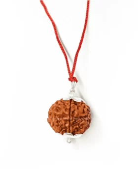 5 mukhi Rudraksha by Rudrasamrat