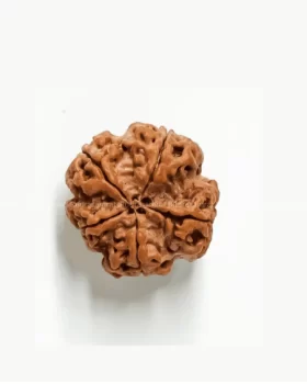 Panchmukhi Rudraksha by Rudrasamrat