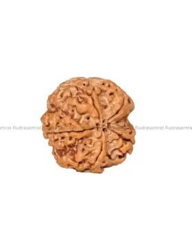 Panchmukhi Rudraksha by Rudrasamrat