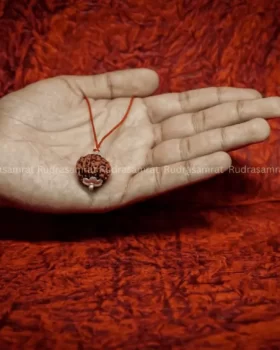 5 mukhi Rudraksha by Rudrasamrat