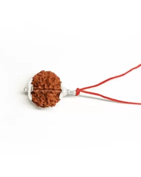 7 Mukhi Rudraksha by Rudrasamrat