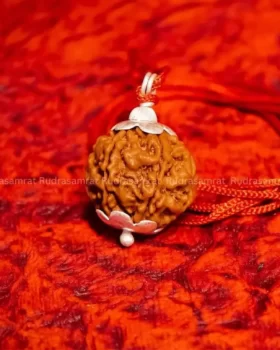 7 Mukhi Rudraksha by Rudrasamrat