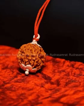 7 Mukhi Rudraksha by Rudrasamrat