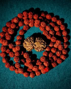 Gauri Shankar Rudraksha by Rudrasamrat