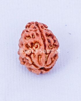 1 mukhi