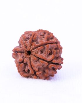 7 mukhi